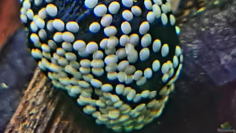 Anthrazit Napfschnecke mit Eiern auf dem Gehäuse von David Schneider Aquaristik (36)