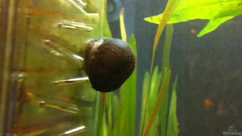 Anthrazit Napfschnecke von linlan (26)