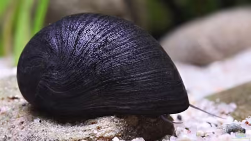 Anthrazit Napfschnecke von Manfred B. (17)