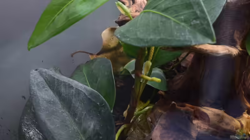 Anthurium scandens von Junglist (27)