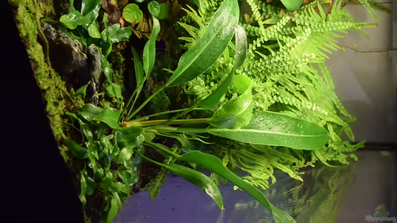 Anthurium wildenowii von Junglist (48)