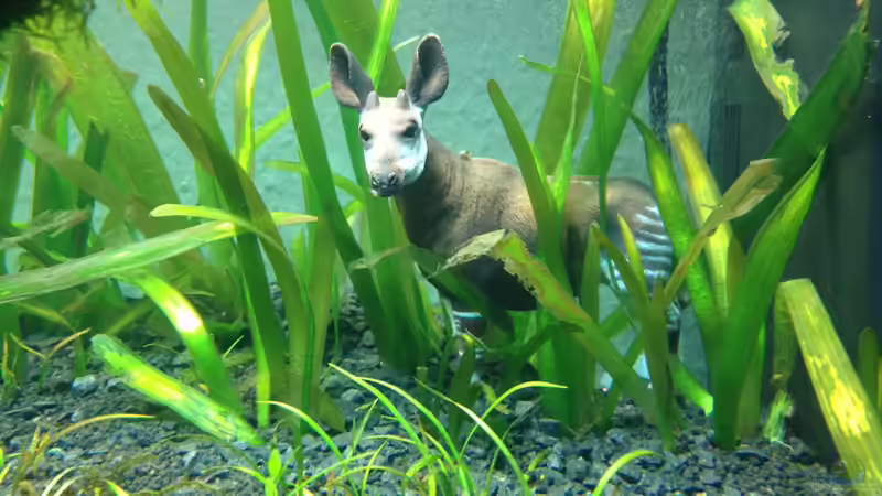 Antilope von xstedt (11)