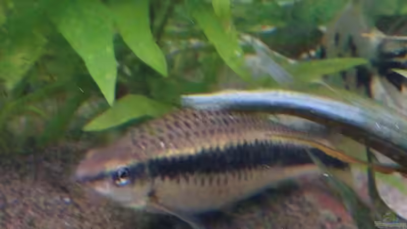 anton von Inai Whang (29)