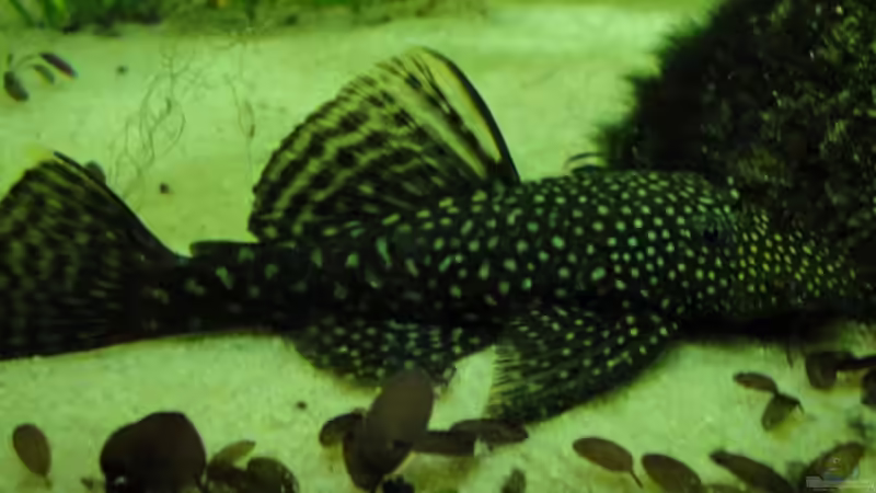 Anton von Laura (19)