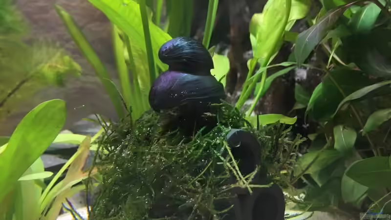 Antrazit Napfschnecke von stroelly (40)