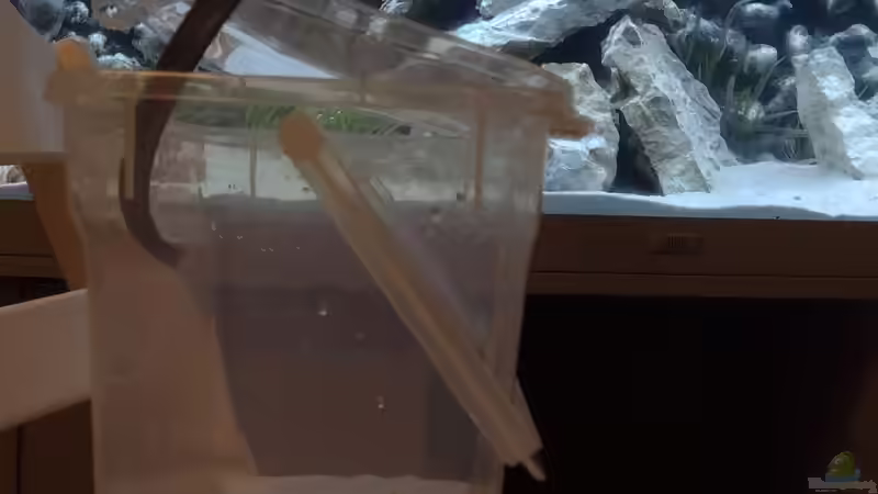 Antropfen zur Eingewöhnung von Wilhelm94 (15)