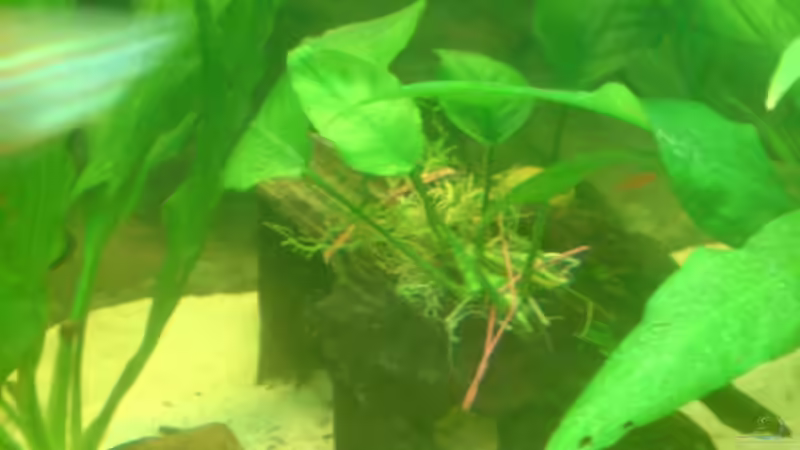 Anubia ..... ? von Manuel Brandt (6)