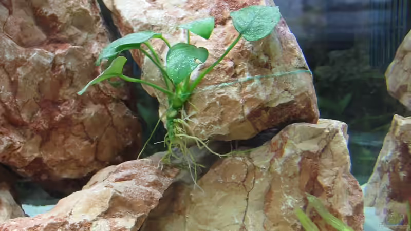 Anubia + kleine Valisneria Ableger im Sand  von WSP (11)