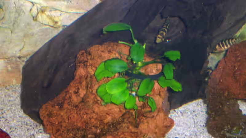 Anubia - Teil der pflanzlichen Kost von Mario S. (6)