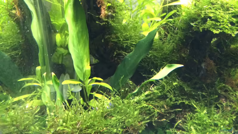 Anubia  von Ayahuasca (98)