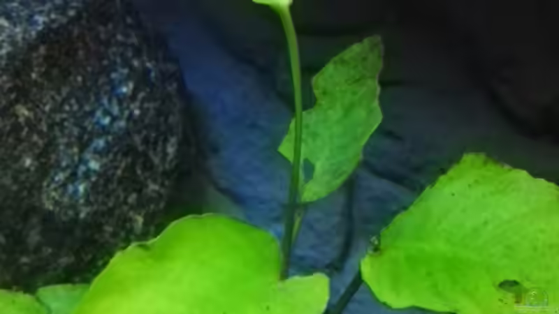 Anubia  von Guido Studtrucker (18)