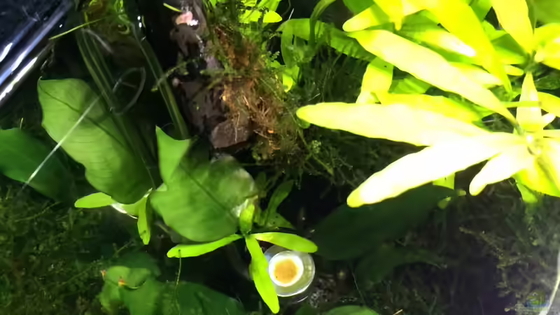 Anubia, Wasserfreund von Ayahuasca (97)