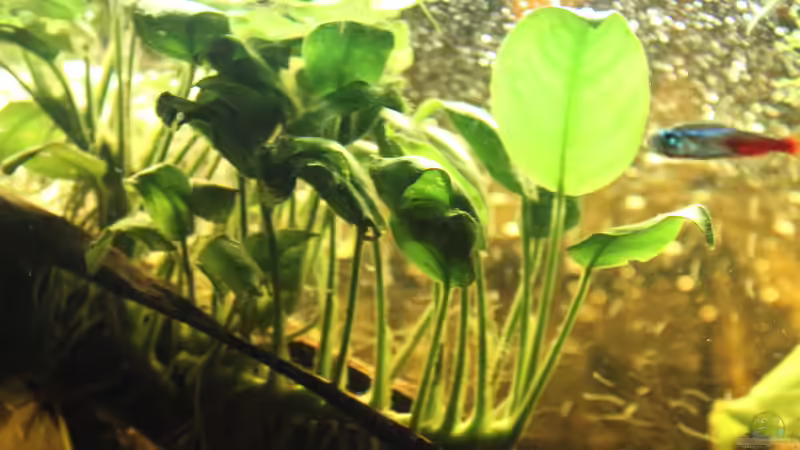 Anubia 05.02.2015 von SouthAmerica (14)