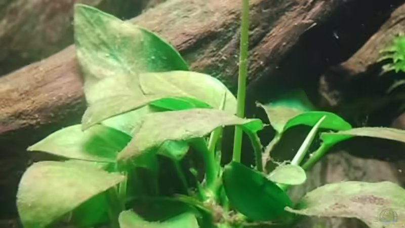 Anubia #2 von Rainbowfan (16)