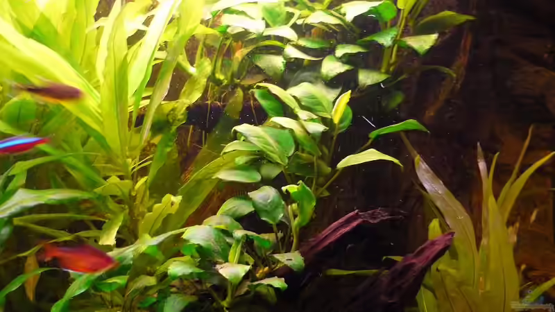 Anubia 2 von Red ( Jürgen ) (13)