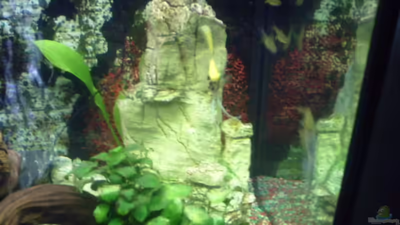 Anubia an der großen Wurzel von valla88 (5)