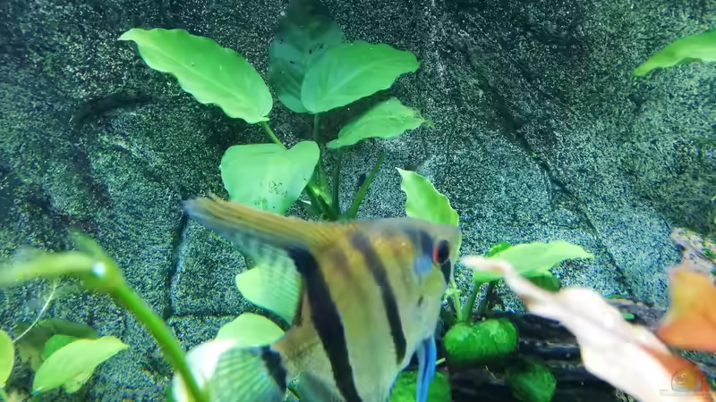 Anubia an der rückwand von Chinese Inai (15)