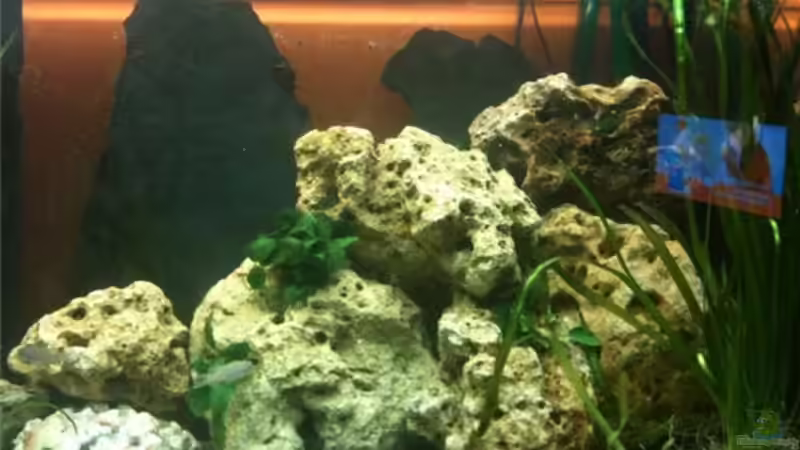 anubia auf dem lochgestein von René Cremer (6)