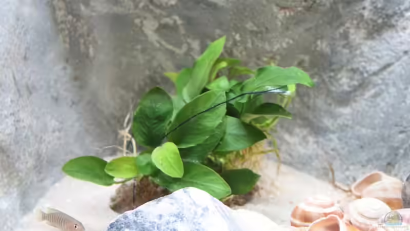 Anubia auf einen stein gebunden von Marco Vasev (13)