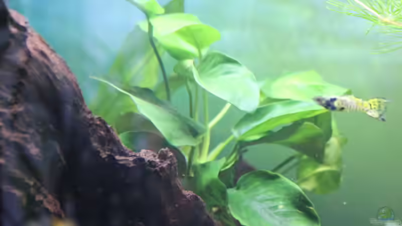 Anubia auf großer Mangrovenwurzel von ESA_72 (15)