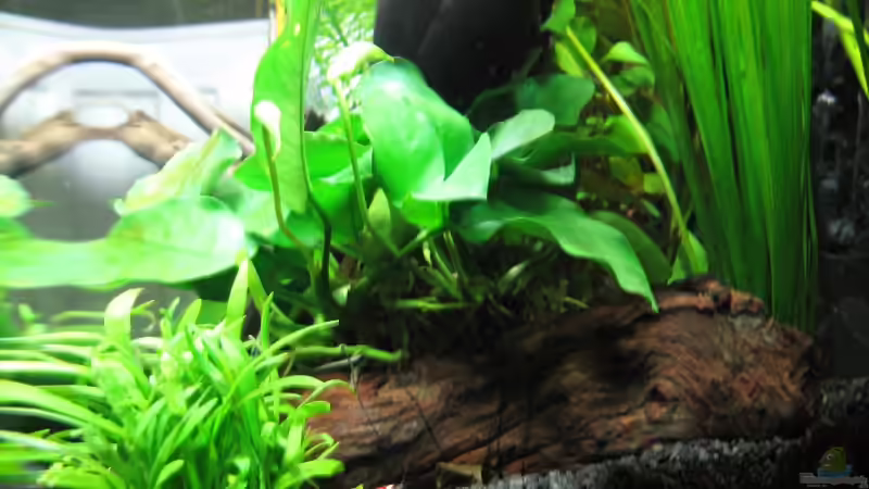 Anubia auf Holz gebunden von Frank Wintermann (7)