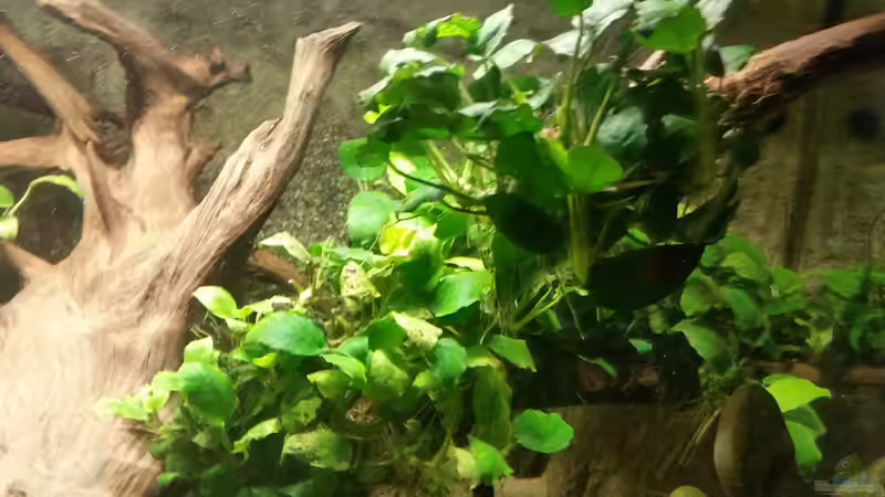 Anubia auf Holz ist für Mich persönlich sehr schön von Patrick`s Amazonas (5)