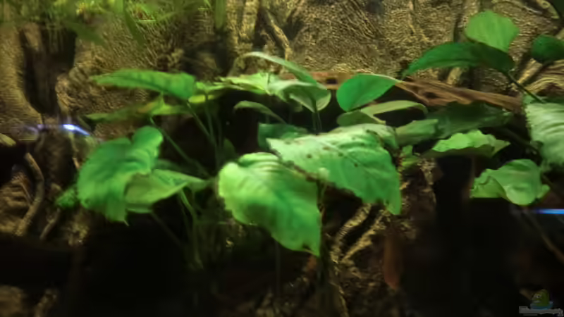 Anubia auf liegender Wurzel von Zugbremser72 (8)