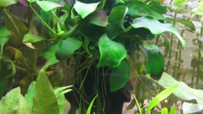 Anubia auf Mopani Wurzel von Sascha Bötzel (8)