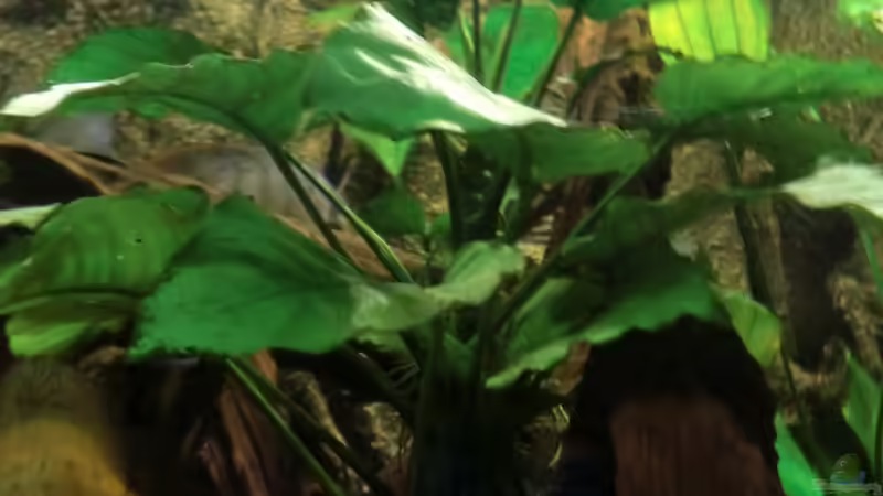 Anubia auf stehender Wurzel von Zugbremser72 (7)