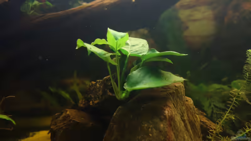 Anubia auf Stein. von Ba Bu (6)