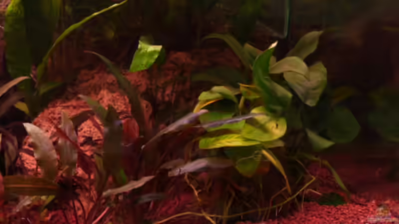 Anubia auf Stein 13.03.2011 von Ray1975 (15)