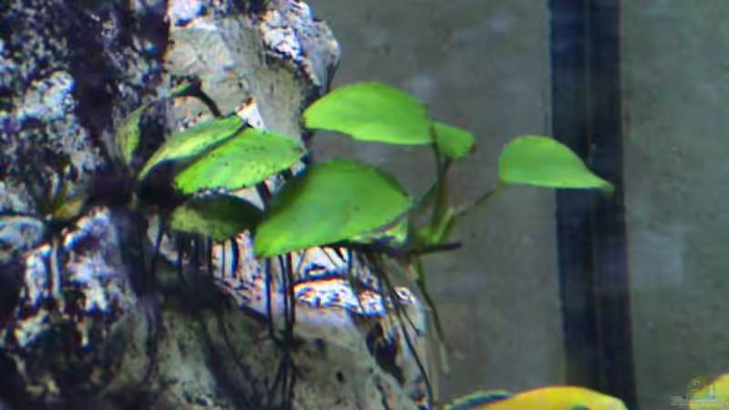 Anubia auf Stein von andi (6)