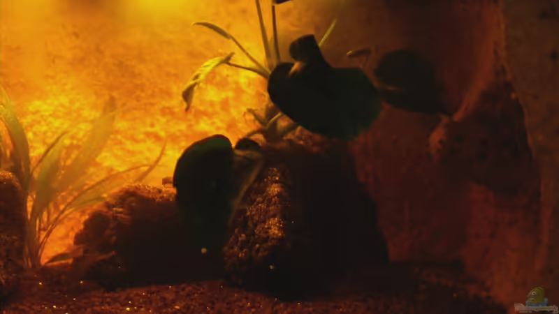 Anubia auf Stein von Falk (7)