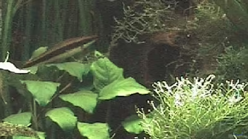 Anubia auf Wurzel, im Vordergrund etwas Riccia fluitans von rasrol (7)