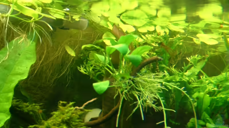 Anubia auf Wurzel von Herzilein (14)