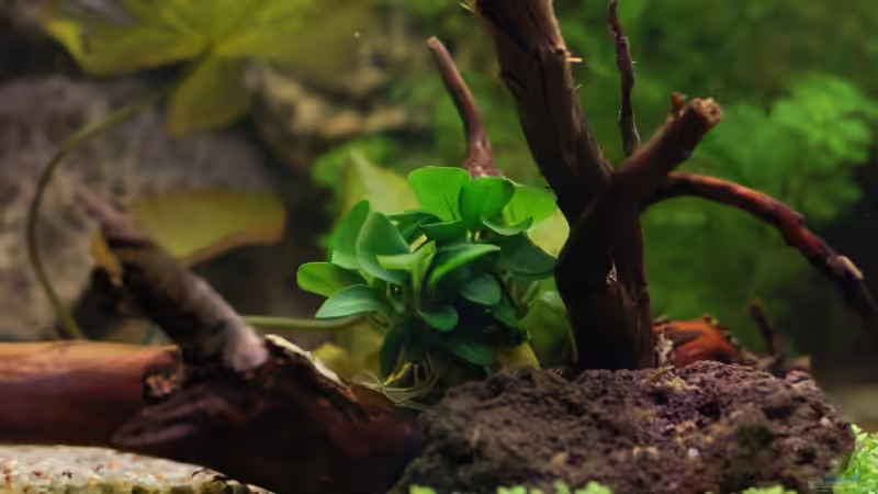 Anubia auf Wurzel von Voyagerz (9)