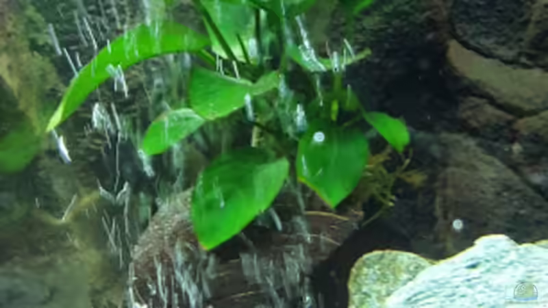 Anubia Barteri auf ausgehöhlte Kokosnuss gebunden von Malawi Zürich (7)