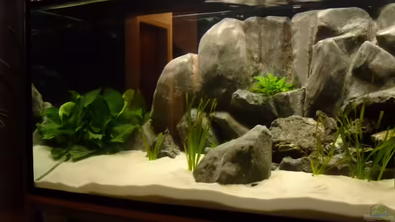 Anubia Barteri hinten links und im Vordergrund einige Vallisneria Spiralis 04.2013 von Trooper (26)