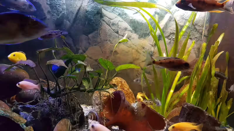 Anubia barteri mit Blüte von Kevin Engelsberger (12)