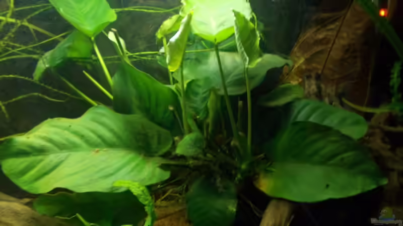 Anubia barteri mit neuen Ausläufern von Koehler (21)