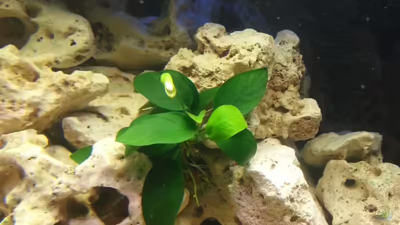 Anubia Barteri nana 26.11.2012 von Volker (18)