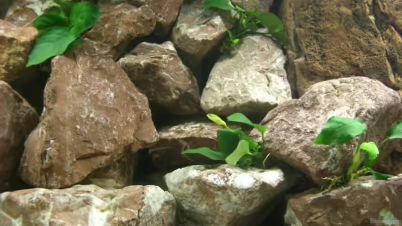 Anubia barteri nana von ambrogio (17)