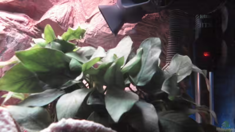 Anubia barteri nana von LuckyHimself (6)