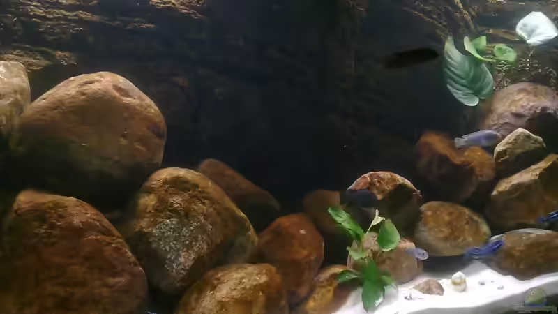 Anubia Barteri Reihe von Robert Verhülsdonk (8)