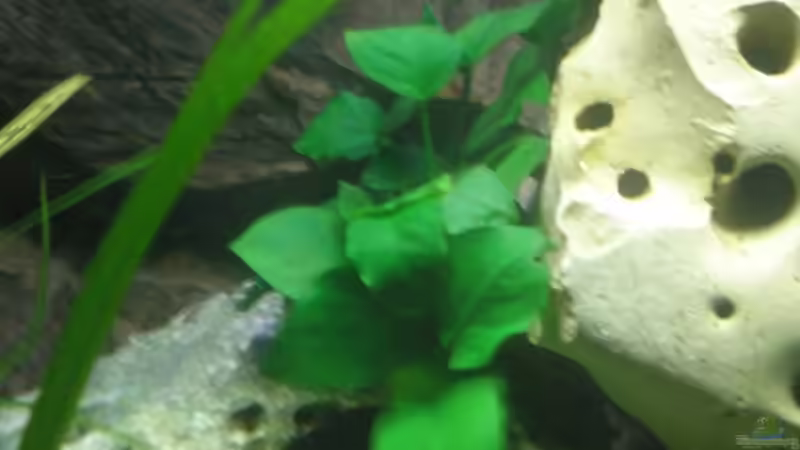 Anubia barteri v. nana von Bredo1904 (6)