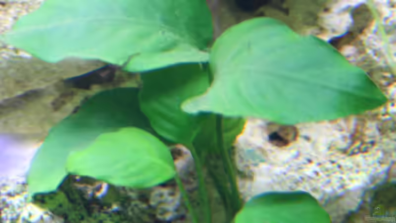 Anubia barteri var. angustifolia von Demasoni Fan (9)