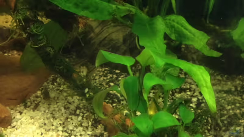 Anubia barteri var. nana, Microsrim Pteropus von Pillemann77 (6)