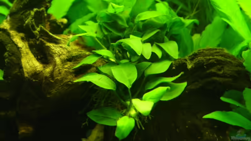 Anubia barteri var. nana Bonsai von Igor Cernitori (4)