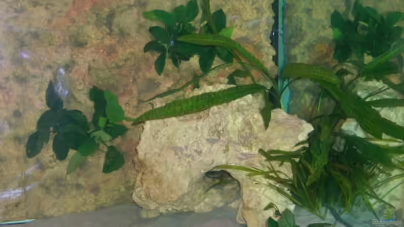 Anubia barteri var. Nana und barteri von Christof Brixner (13)