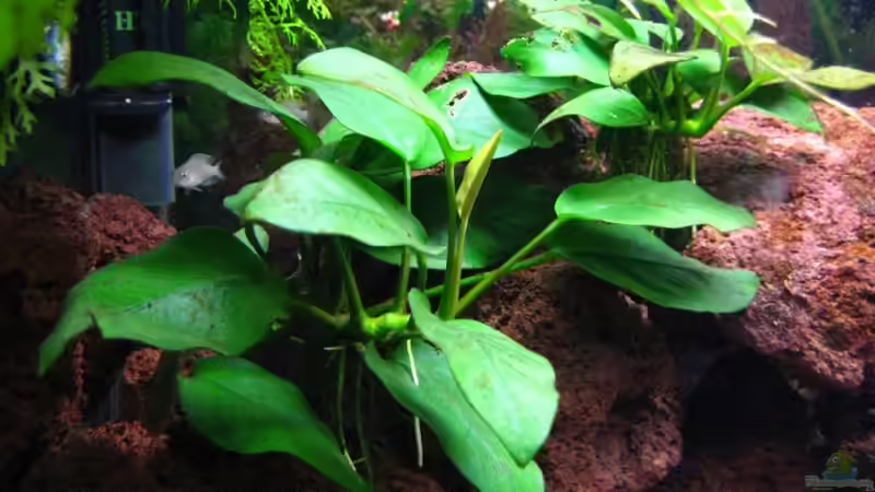 Anubia barteri var. nana von André Martin (6)